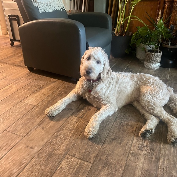 Meet your Posher, Nicole - Picture 4 of 9